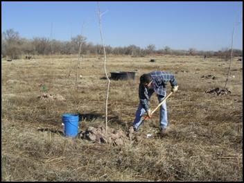 ONRT scientist Will Fetner planting a cottonwood (3/15/08)